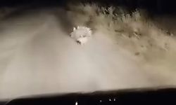 Elazığ'da oklu kirpi görüntülendi