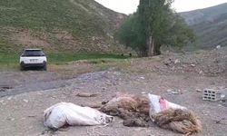 Yol kenarına atılan sakatatlar tepki topladı