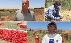 Mardin’de soğan hasadı başladı