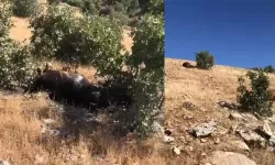Batman'da öldürülen 7 yılkı atı için şüphelilerin ifadesi alındı