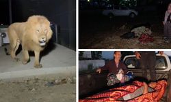 Yer Türkiye; Fıstık bahçesinde uyuyan çiftçiye aslan saldırdı