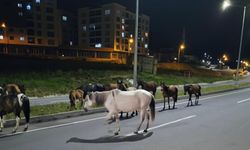 Ardahan’da başıboş atlar trafikte tehlike saçıyor
