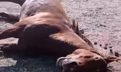 Husumetlisine gücü yetmedi, atını vurdu