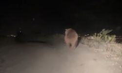 Boz ayı yola indi