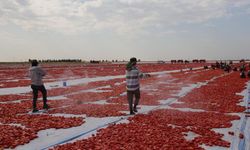 Diyarbakır’ın yakıcı sıcağında kuruyan domatesler Avrupa sofralarına gidiyor!