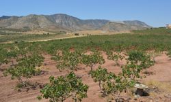 Siirt fıstığında verim umudu