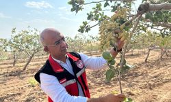 Aşırı sıcaklar fıstık üretimini olumsuz etkiledi