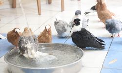 Diyarbakır’da güvercinlere özel lüks otel: Sirkeli banyolu serinleme hizmeti