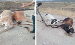 Diyarbakır Lice’de elektrik akımına kapılan hayvanlar öldü