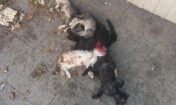 6 yavru kedi vahşice öldürüldü