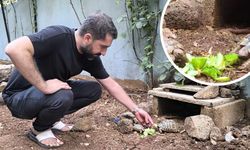 Diyarbakır'da sevindiren görüntü; Elleriyle besledi