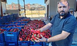 Salçalık biber tezgahlarda