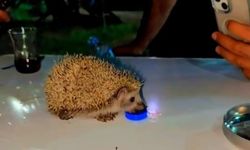 Susayan kirpiye vatandaşlar su içirdi