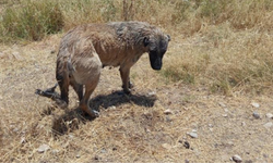 Diyarbakır’da sulama kanalına düşen köpek kurtarıldı