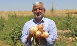 Diyarbakır’da soğan tarlada kaldı, çiftçi zarar etti