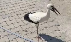 Leylek sıcaktan baygınlık geçirdi