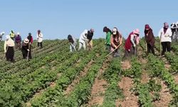 Bismil’de çapa işçileri isyanda; Çalışıyoruz ama para yok