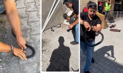 Eve giren yılana parmağını kaptırdı