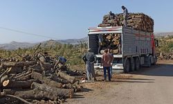 Şırnak’ta ağaç kesimine karşı toplanan 8 bin imza TBMM yolunda