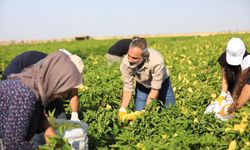 Diyarbakır’da tarlada biber mesaisi