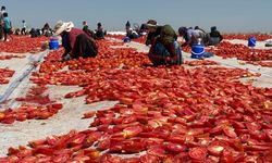 Karacadağ’ın altın domatesi: Üretim bol, kazanç az