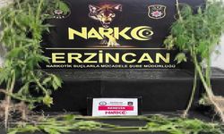 Erzincan’da 15 kök kenevir bitkisi ele geçirildi