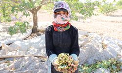 Diyarbakır’da ‘Yeşil Altın’ hasadı başladı