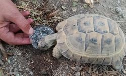 Kaplumbağaya gözyaşları içinde su içirdi