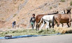 Katırlarla kış hazırlığı