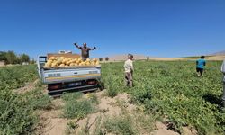 Bitlis’te kavun hasadı başladı