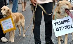 DEM Parti’den hayvan hakları ihlallerine Meclis araştırması talebi