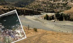 Diyarbakır'da dehşete düşüren görüntü | HES, Kulp çayını kuruttu; balıklar ölüyor