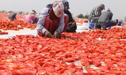 Diyarbakır'ın kavurucu sıcağında kurutma mesaisi