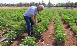 Kavurucu sıcaklar pamuğa yaradı