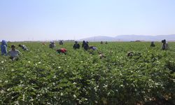 Tarım işçilerinin kavurucu sıcakla imtihanı