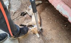 Siirt’in evin bahçesine giren tilki doğaya bırakıldı