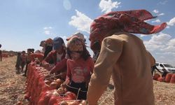 Diyarbakır’da okullar açıldı, çocuk işçiler tarlalarda kaldı
