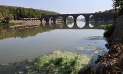Diyarbakır Dicle Nehiri’nde toplu balık ölümleri gözlendi