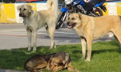 Sokak köpekleri vatandaşları tedirgin ediyor