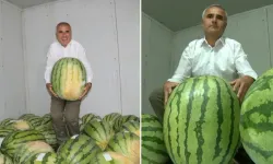 Diyarbakır’ın dev karpuzları yarışmaya hazırlanıyor