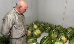 Diyarbakır’da dev karpuzlar yarış gününü bekliyor