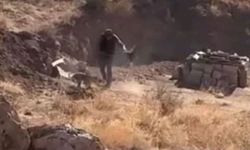 Sivas'ta köpeği sopayla döven kişi gözaltına alındı