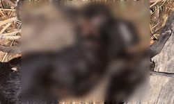 Tokat’ta vahşet: 3 yavru köpek birbirine bağlanarak boğuldu