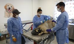 Diyarbakır’da 50 köpeğe uyuz teşhisi