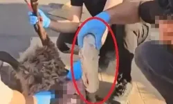 Diyarbakır’da ölü koyunun karnında uyuşturucu sevkiyatı