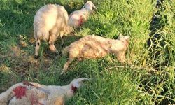 Sokak köpekleri 6 kuzuyu telef etti