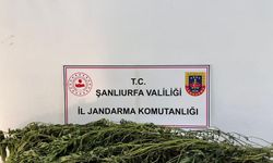 Şanlıurfa'da uyuşturucu operasyonu: Çok sayıda gözaltı