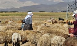 Yüksekova'da şap hastalığı kontrol altında
