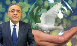 1 Eylül Dünya Barış Günü’nde Tanrıkulu’ndan çarpıcı rapor