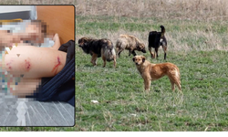 Diyarbakır’da 9 yaşındaki çocuk, sokak köpeklerinin saldırısına uğradı